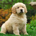 filhote-de-golden-retriever-5