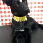 WhatsApp-Image-2023-07-07-at-17.48.02-1